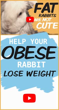 Obesity is a very dangerous condition for rabbits. I'll give you tips to help put your rabbit onto a weight loss plan to help them lose their excess weight and be a healthy rabbit again. Rabbit Training, Video Tips, House Rabbit, Training Tips, Rabbits, How To Plan