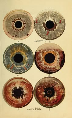 four different types of colored eyeballs are shown in this antique book, which shows the colors of their irises