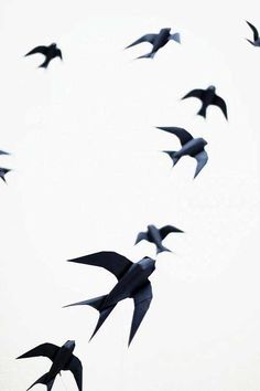 a flock of birds flying in the sky with their wings spread out and there is no image to describe