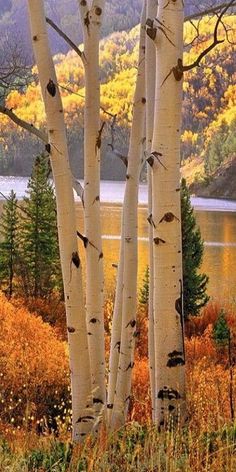 Aspen Trees, Mountain Photography, Autumn Beauty, Fall Pictures, Beautiful Tree, Rocky Mountains, Wyoming, Aspen, Idaho