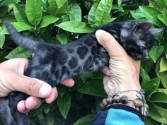 a person holding a small black kitten in their left hand while standing next to some green leaves