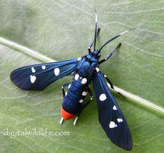 a blue insect with white hearts on it's wings sitting on a green leaf