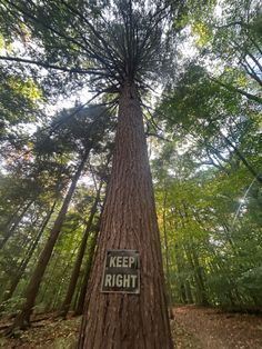 a tree with a sign that says keep right on it in the middle of a forest