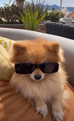 a small dog wearing sunglasses on top of a couch