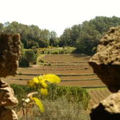 an open field with trees in the background and rocks on the ground to the side