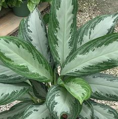 a green and white leafy plant in a potted planter next to gravel