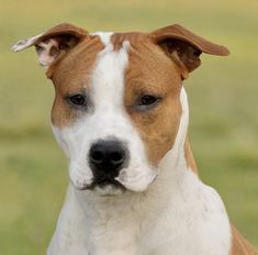 a brown and white dog standing on top of a lush green field