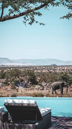 an elephant walking across a field next to a swimming pool with lounge chairs on it