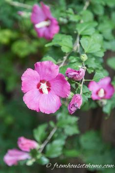 pink flowers are blooming in the garden