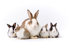 a group of rabbits sitting next to each other in front of a white background with one rabbit looking at the camera