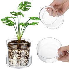 two hands are holding clear plates with a plant in it and another hand is reaching for the plate