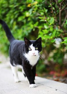 a black and white cat walking down a sidewalk next to some bushes with green leaves