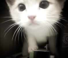 a white cat sitting on top of a wooden table next to a black box with the light coming through it's eyes