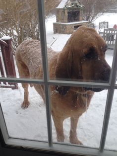 a brown dog standing on top of a snow covered ground next to a window sill