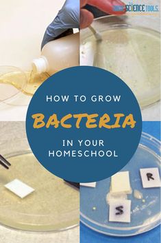 how to grow bacteria in your homeschool with pictures and text overlay