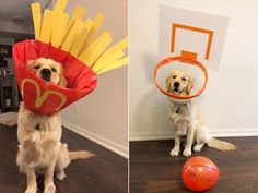 two pictures one with a dog wearing a basket and the other with a frisbee