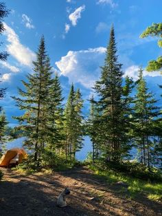 there is a tent in the woods with trees around it and a dog sitting on the ground