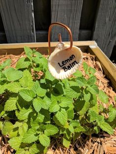 lemon balm in a wooden box with straw