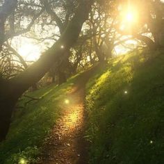 the sun is shining through the trees on this path