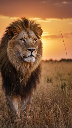 a lion walking across a grass covered field at sunset with the sun in the background