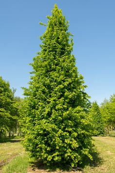 a very tall green tree sitting in the middle of a field