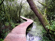 a wooden walkway in the middle of a swampy area with water running through it