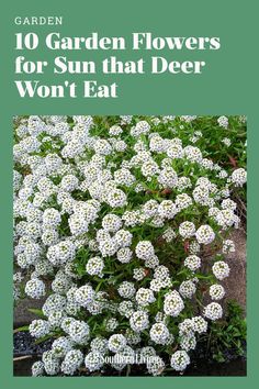 white flowers with the title 10 garden flowers for sun that deer won't eat