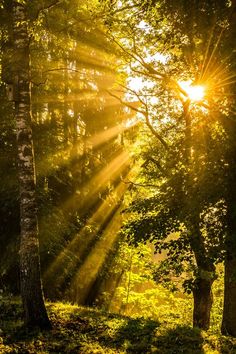 the sun is shining through the trees in the forest