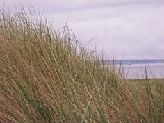 the tall grass is blowing in the wind near the water and boats on the ocean