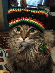 a cat wearing a colorful hat on top of its head and looking at the camera