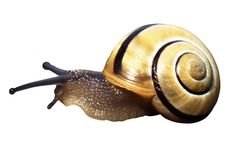 a close up of a snail on a white background