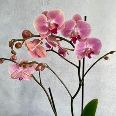 pink orchids are in a vase with green leaves on the side and grey background