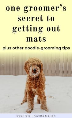 a brown dog standing in the snow with text overlay that reads, one groomer's secret to getting out mats plus other doodle - grooming tips