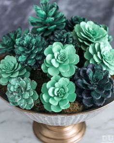 green and black succulents in a bowl on a marble tablecloth background