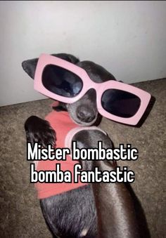 a dog with sunglasses on its head wearing a pink sweater and red shirt that says mister bombtastic bomba fantastic