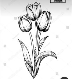 three tulips on a white background with the word tulips written below