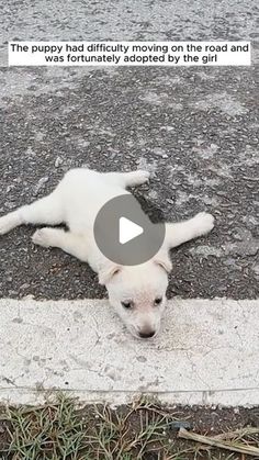 Lumblex on Instagram: "Rescue a puppy who was unable to moving on the road  #animallove #animalloversofinstagram #animallovers❤️ #animalsofinsta #animalrescue #rescue #rescuesofinstagram #fyp #deer #babydeer #rescuedog #rescuebird #rescuedogs" Cute Funny Animals Pictures, Animal Videos Cutest, Catahoula Puppies, Small Dog Rescue, Rescuing Animals, Silly Animal Pictures, Puppy Rescue, Bull Mastiff Puppies, Unlikely Animal Friends