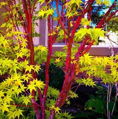 some red and yellow trees in front of a window with green leaves on it's branches