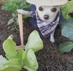 a dog wearing a hat and scarf standing in the dirt next to some green plants