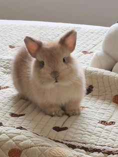 a small rabbit sitting on top of a bed