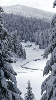 snow covered pine trees in the foreground with a lake and mountains in the background