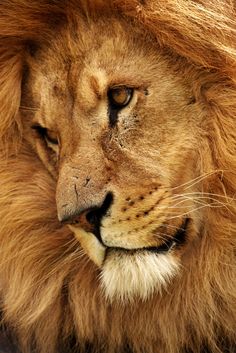 a close up of a lion's face with it's mane curled back