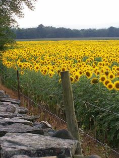 a field full of sunflowers next to a fence