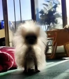 a small white dog standing in front of a window