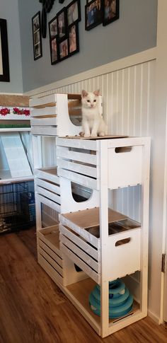 a white cat sitting on top of a wooden shelf