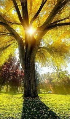 the sun shines brightly through the leaves of a large tree in a grassy area