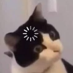 a black and white cat with a clock on it's face