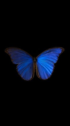 a blue butterfly flying in the dark