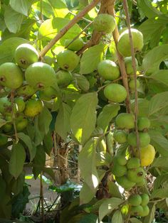 some green fruit hanging from a tree branch