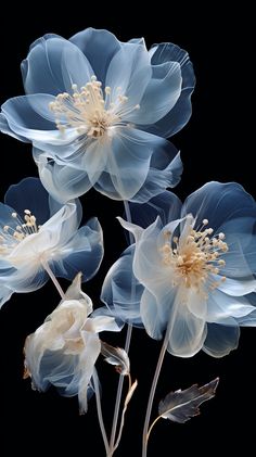 three blue and white flowers on a black background